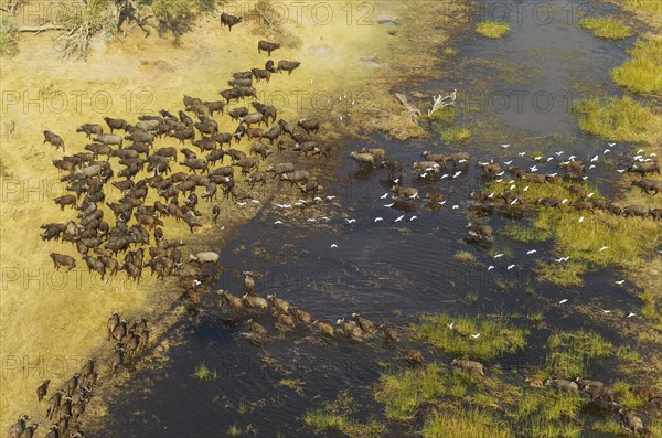 Cape Buffaloes (Syncerus caffer caffer)