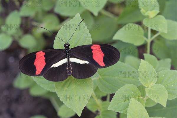 Red Postman (Heliconius erato)