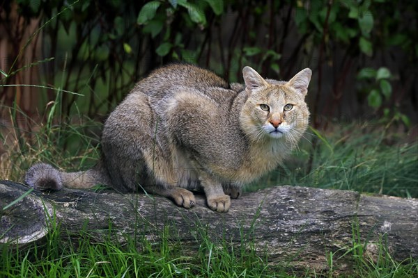 Jungle Cat (Felis chaus)