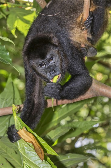 Montled Howler monkey (Alouatta palliata)