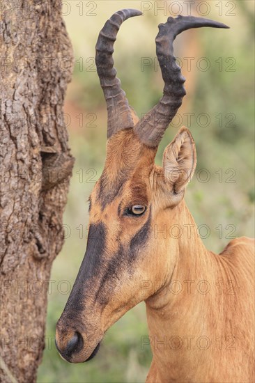 Lelwel Hartebeest (Alcelaphus buselaphus lelwel)