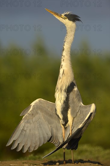 Grey Heron (Ardea cinerea)