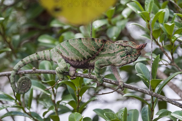 O'Shaughnessy's Chameleon (Calumma oshaughnessyi)