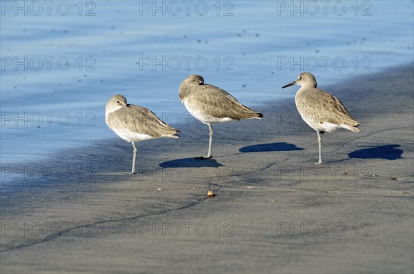 Willets (Catoptrophorus semipalmatus) in the intertidal zone