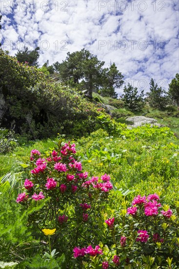 Hairy Alpenrose (Rhododendron hirsutum)