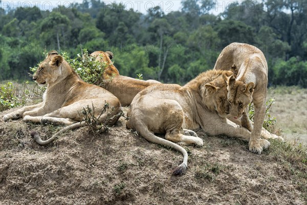 Lions (Panthera leo)