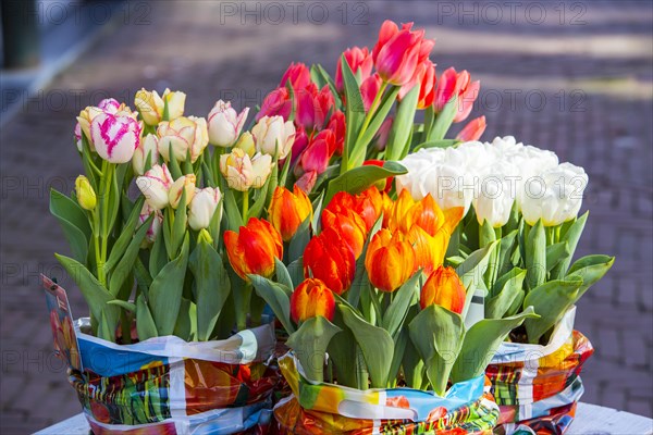 Tulips (Tulipa) in bulk containers