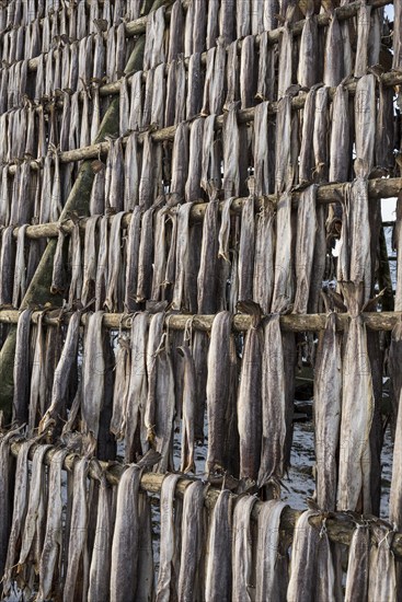 Cod hung for drying