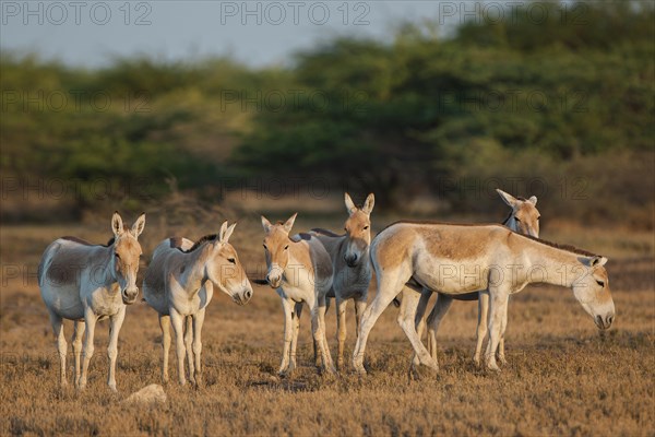 Onagers or Asiatic wild asses (Equus hemionus)