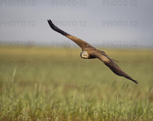 Black kite (Milvus migrans) flying over a meadow