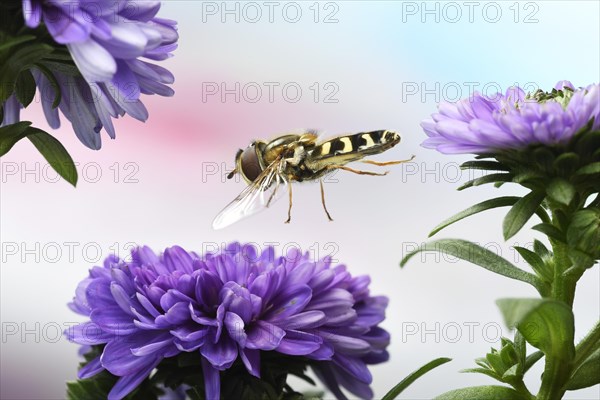 Scaeva pyrastri (Scaeva pyrastri) flies to the flower of an Aster (Aster)