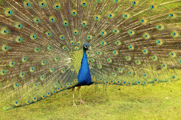 Indian peafowl (Pavo cristatus)