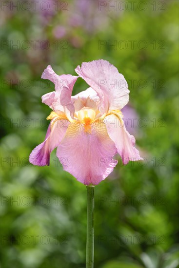 Dalmatian iris (Iris pallida)