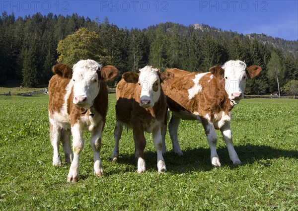 Pasture