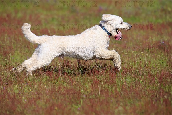 Labradoodle