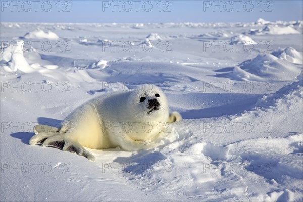 Harp Seal or Saddleback Seal (Pagophilus groenlandicus