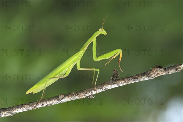 Praying Mantis (Mantis religiosa)