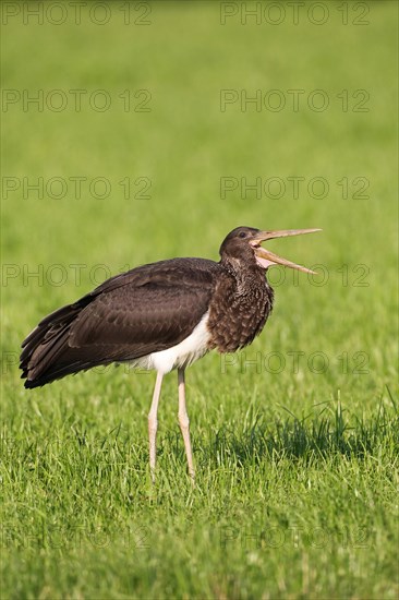 Black Stork (Ciconia nigra)