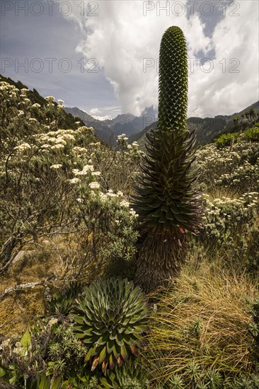 Giant Lobelia (Lobelia deckenii)