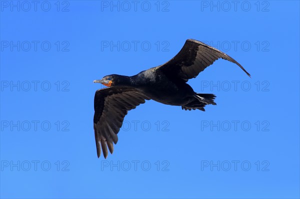 Cape Cormorant (Phalacrocorax capensis)