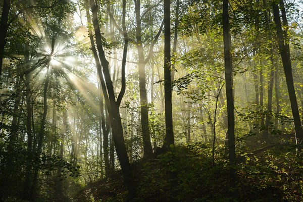 Sun-flooded deciduous forest with Lime trees (Tilia) and Sycamore Maples (Acer pseudoplatanus)