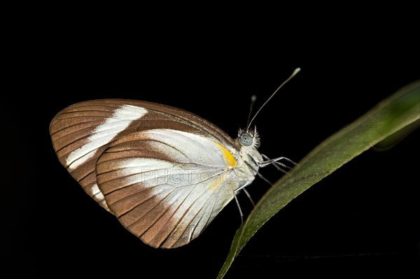 Cross-barred White (Itaballia demophile)