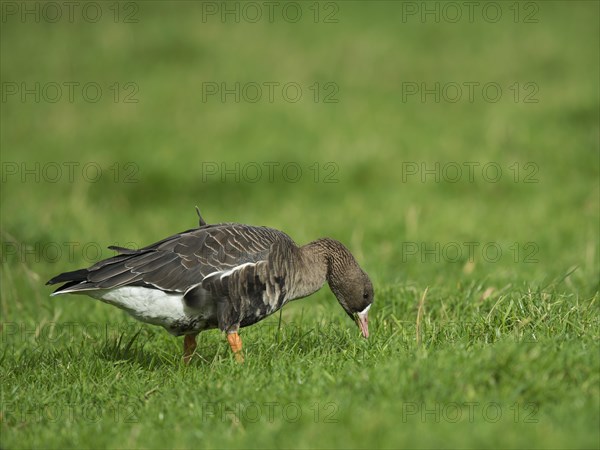 Greater white-fronted goose (Anser albifrons)