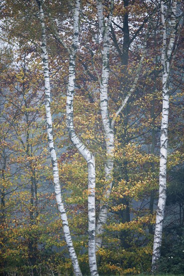 Birch trees (Betula pendula) and Beech trees (Fagus sylvatica) in autumn