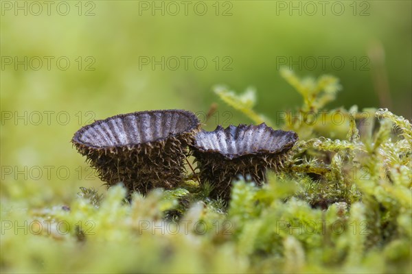 Fluted bird's nest (Cyathus striatus) in moss