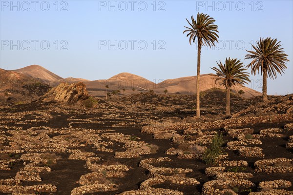 Typical vineyards in dry cultivation in volcanic ash