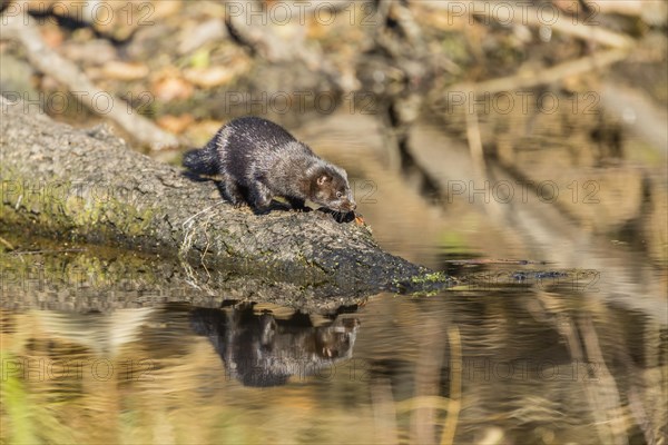 American mink (Neovison vison)