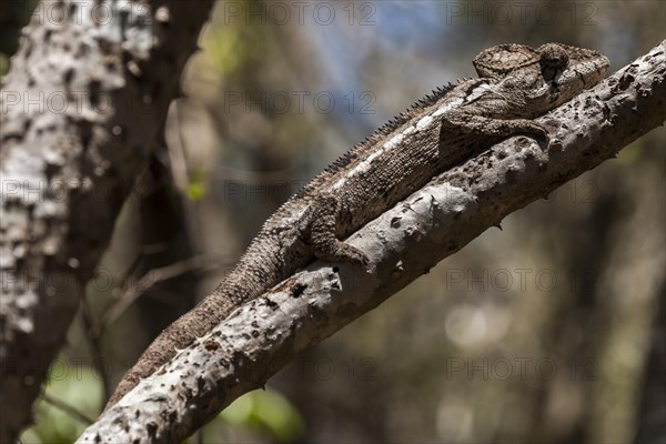 Oustalet's Chameleon or Malagasy Giant Chameleon (Furcifer oustaleti)