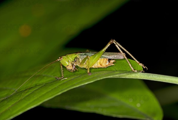 Katydid (Tettigoniidae spec.)