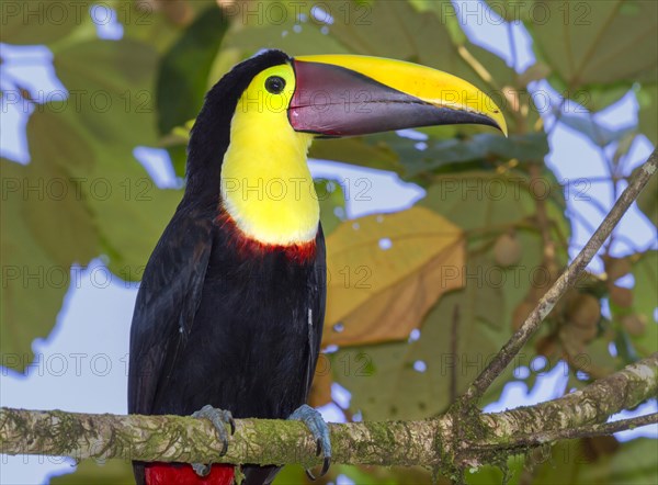 Chestnut-mandibled Toucan