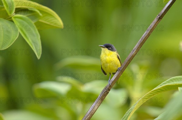 Common Tody-Flycatcher (Todirostrum cinereum) perched on a branch