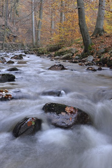 Rocks covered with foliage in the Ilse river