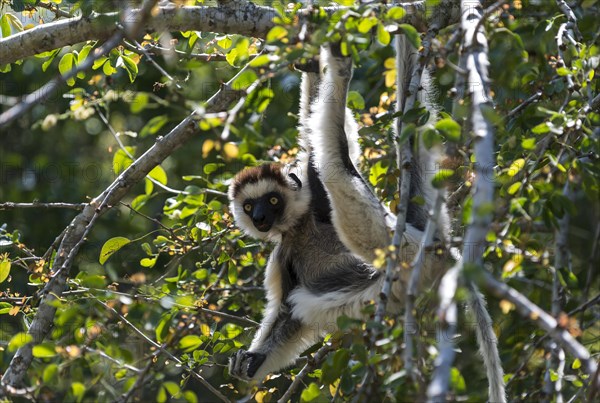 Verreaux's Sifaka (Propithecus verreauxi)