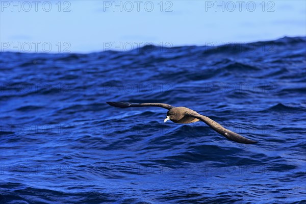 White-chinned Petrel or Cape Hen (Procellaria aequinoctialis)