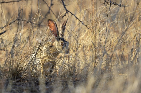 Scrub Hare (Lepus saxatilis)