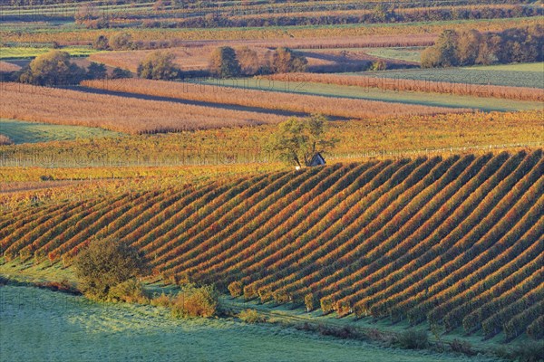 Vineyards in autumn