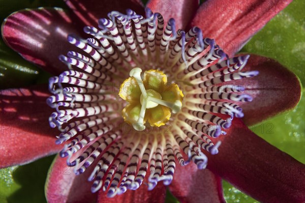 Passionflower (Passiflora)