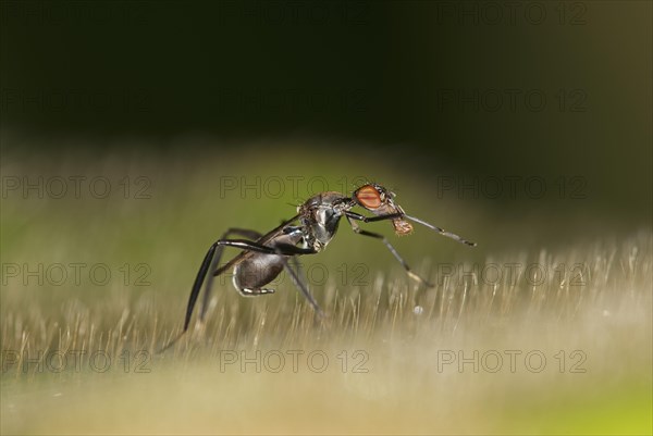 Tropical Stilt Fly (Micropezidae) mimicing an ant as protection from predators