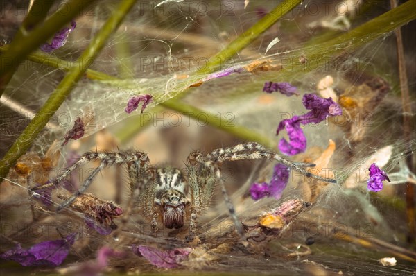 Labyrinth Spider (Agelena labyrinthica)