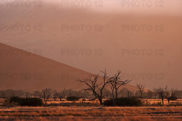 Dead Camel thorn trees (Vachellia erioloba)