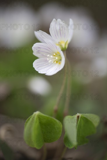 Wood Sorrel (Oxalis acetosella)