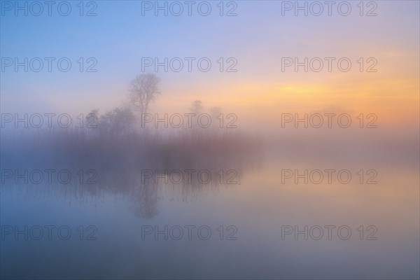 Morning atmosphere at a lake with reed banks in the Elbaue