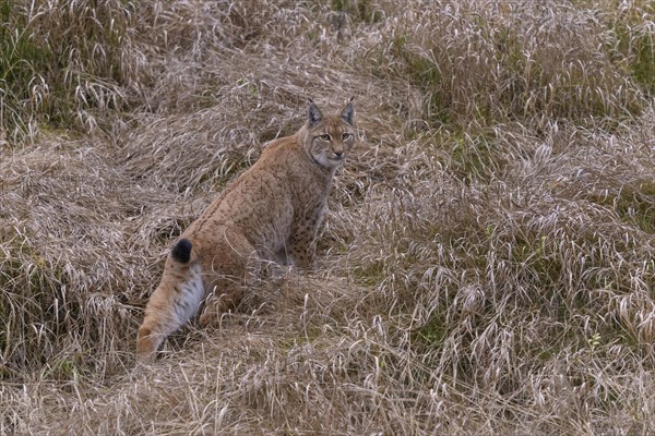 Eurasian lynx (Lynx lynx)