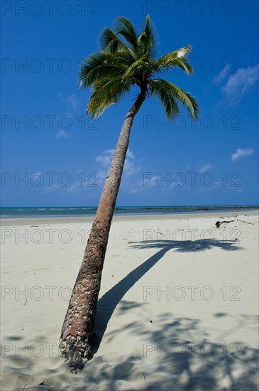 Palm tree