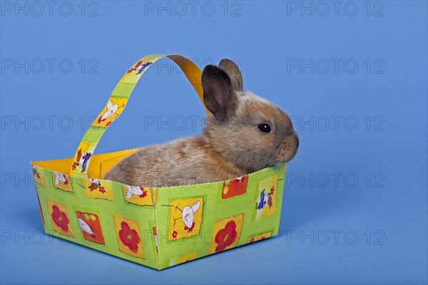 Pet rabbit in an Easter baskets