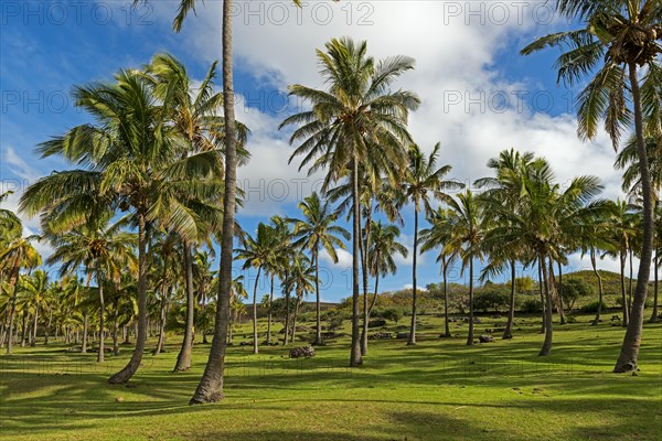 Palm trees